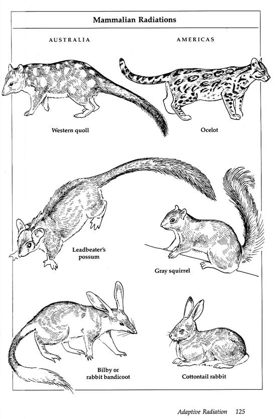 Australian Marsupials World