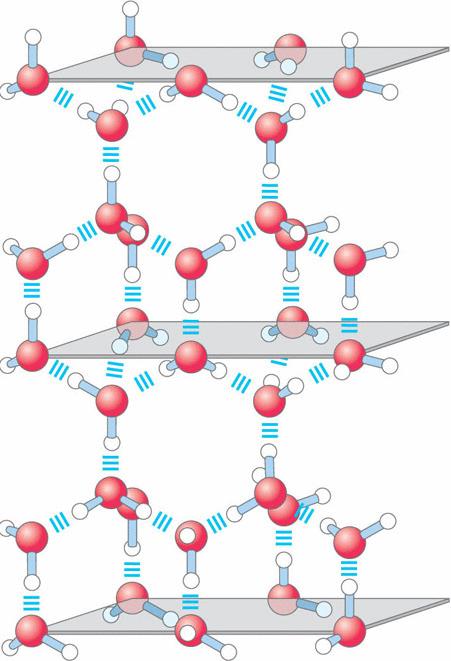 Figure 2.2 Hydrogen bonding in ice. In ice, each water molecule forms four hydrogen bonds, the maximum possible for a water molecule, creating a regular crystal lattice.