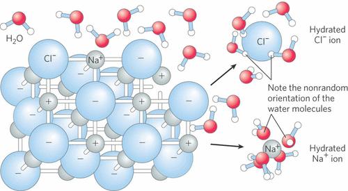 Figure 2.6 Water as solvent. Water dissolves many crystalline salts by hydrating their component ions. The NaCl crystal lattice is disrupted as water molecules cluster about the Cl and Na + ions.