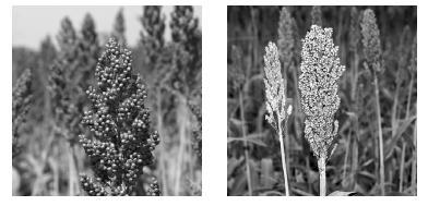 HOMEWORK 10 Variation & Inheritance 1. Sorghum is an important food crop in some parts of the world. The colour of the seed husk (coat) is controlled by a single gene.