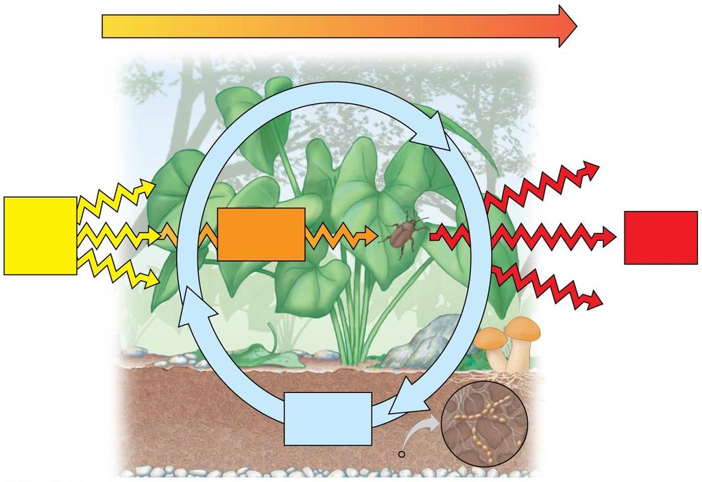 Figure 1.9 Energy flow Chemicals pass to organisms that eat plants.