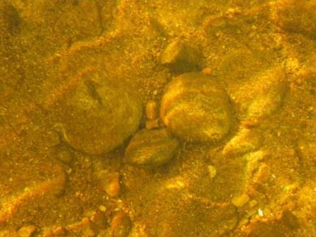 freshwater pearl mussel habitats analysed