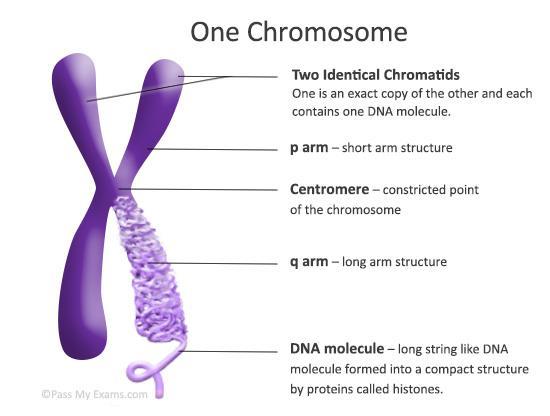 Chromosome a long continuous thread of DNA that consists of numerous genes along with regulatory information human cells have 46 chromosomes if stretched out and laid end to end it would be 10 feet
