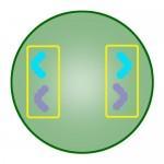 4. Telophase: Finally in the Telophase stage of mitosis the nuclear membrane forms around the chromatids and they are