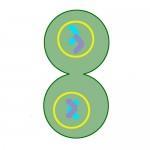Cytokinesis: Usually after Telophase the cell will also divide its cytoplasm and pinch off into two separate but identical