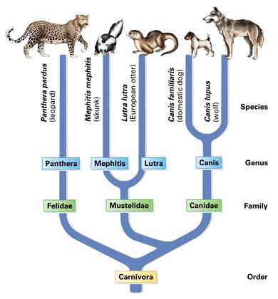 Homologous structures are one of the best clues to assess how closely organisms are related.