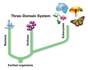 This newer scheme recognizes three basic groups: two domains of prokaryotes the Bacteria and the Archaea and one domain of