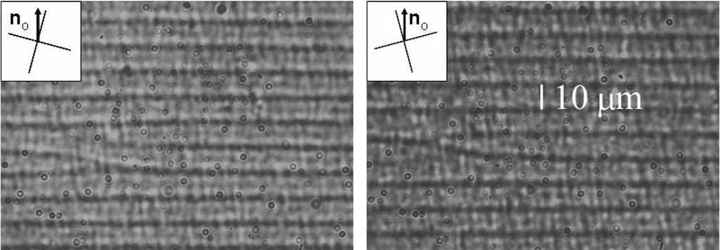 44 Figure 3.2: A 5 wt % gel in a 25 µm gap at 20.0 o C viewed with a polarizing optical microscope.