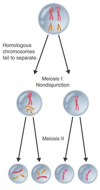 HUMAN GENES AND CHROMOSOMES - an inactive form of an X chromosome in females.