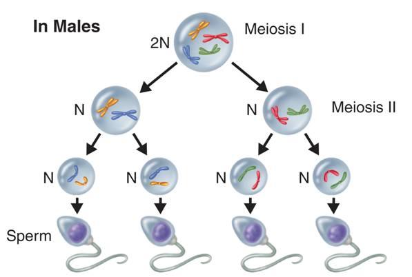 results from meiosis.