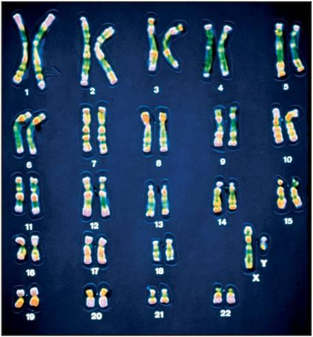 HUMAN CHROMOSOMES - a picture of chromosomes grouped together in pairs. Humans have chromosomes. Two of them are sex chromosomes, because they determine an individual s sex.