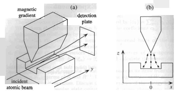 Figure 3: Vector model for l = 2. Figure 4: The rst experimental observation of spin: Stern-Gerlach experiment. 1.