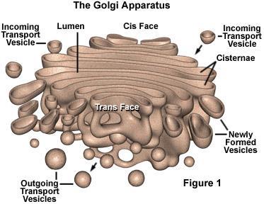 GOLGI APPARATUS Made up of a system of membranous sacs.
