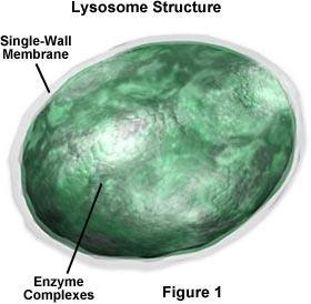 LYSOSOMES sac-like membranes filled with chemicals and enzymes that can