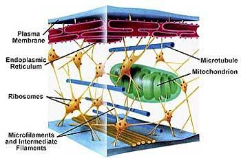 CYTOSKELETON The supporting framework Made of microtubules and microfilaments. holds organelles in place.