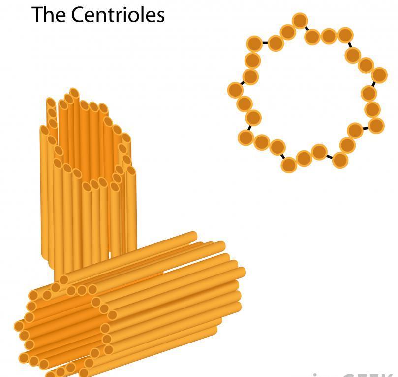 Centrioles are found in animal cells Usually only visible during cell