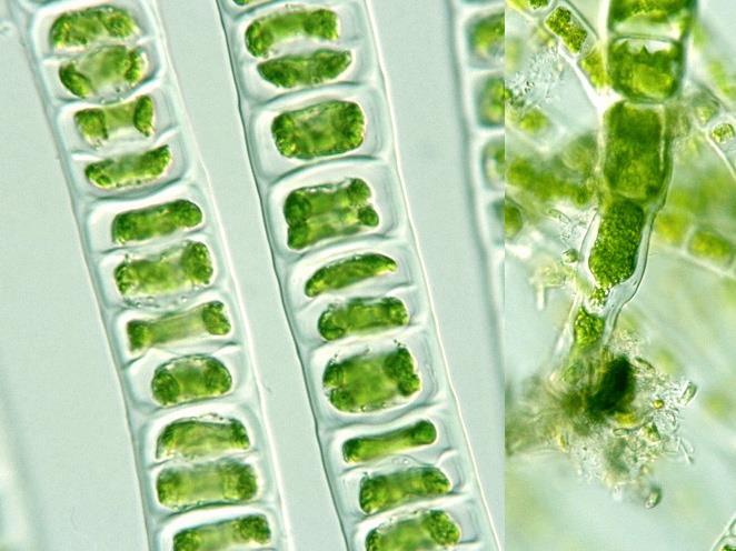 CELL WALL In plants, algae, and some bacteria there is a
