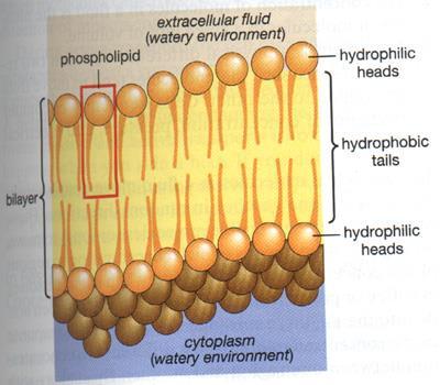 Cell membranes are built around a core of PHOSPHOLIPIDS. They have a POLAR end, the HEAD, tends to attract water.