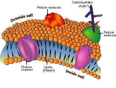 The cell membrane consists of several different types of molecules such as proteins and carbohydrates.