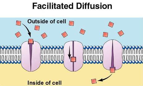 Some substances can diffuse directly across the phospholipid bilayer. Others can diffuse only through special channels.