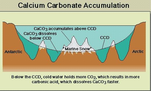 Carbonate Sediments are
