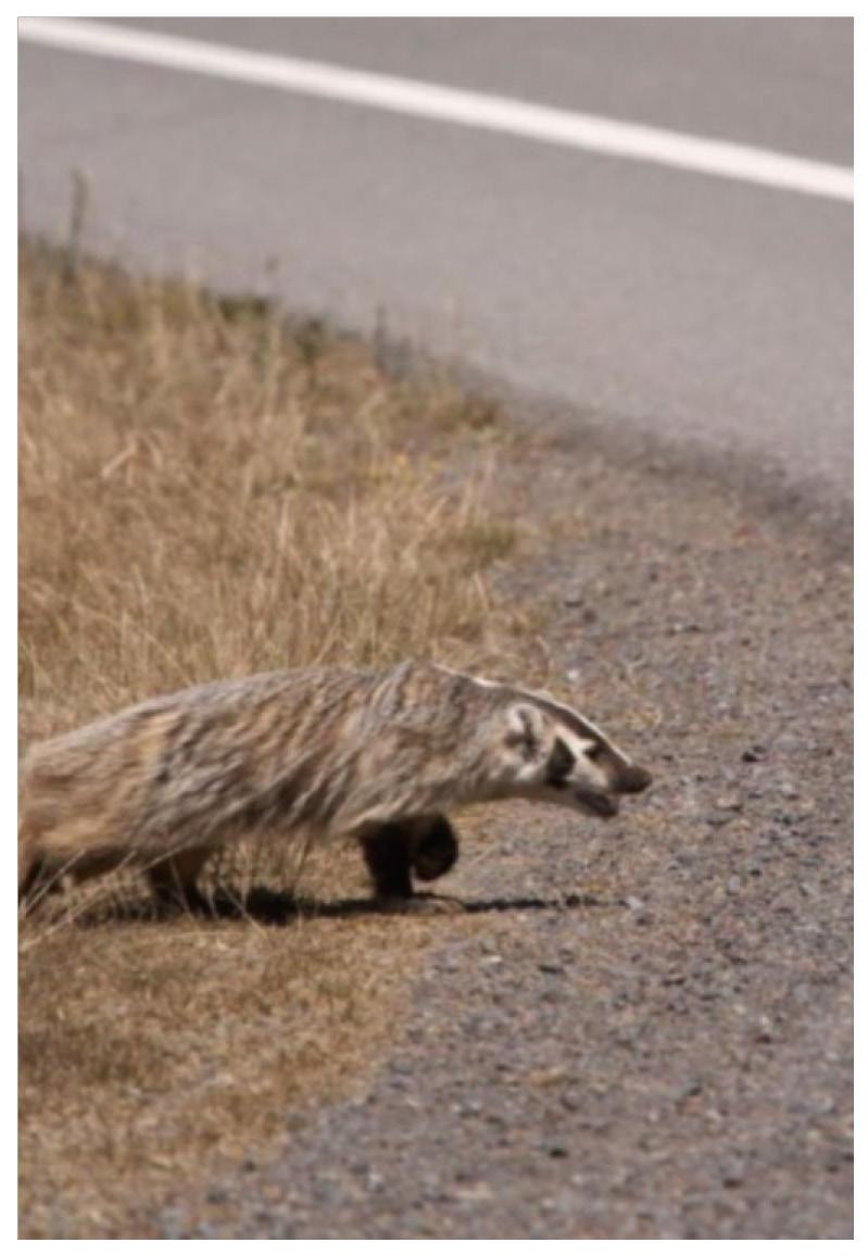 10/18 Badger seen on highway to Morden, MB