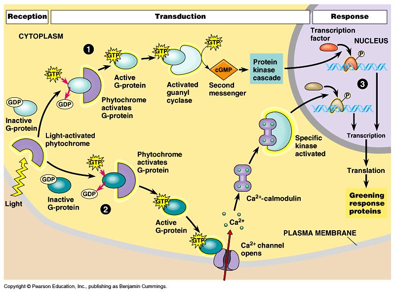 cellular messengers & then cellular response Receptor Signal pathway (2 o messengers) response Signal Transduction Pathway