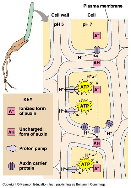 Auxin picks up H+ between cells & is neutralized 2.