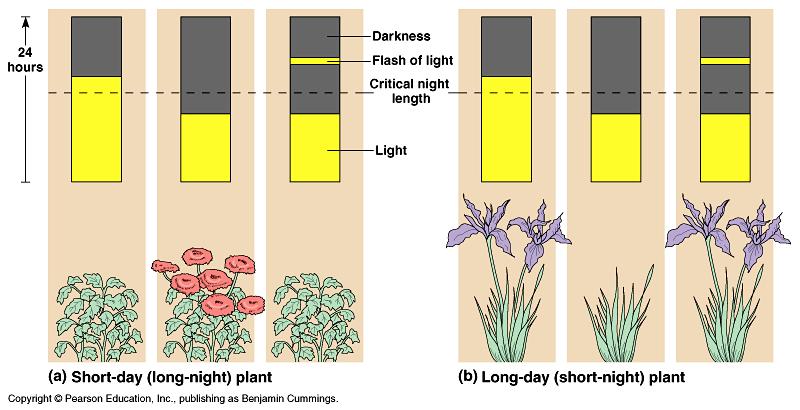 Flowering response Triggered by photoperiod Relative