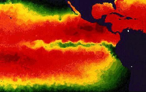 Satellite image of sea surface temperature Normal Equatorial upwelling decreases