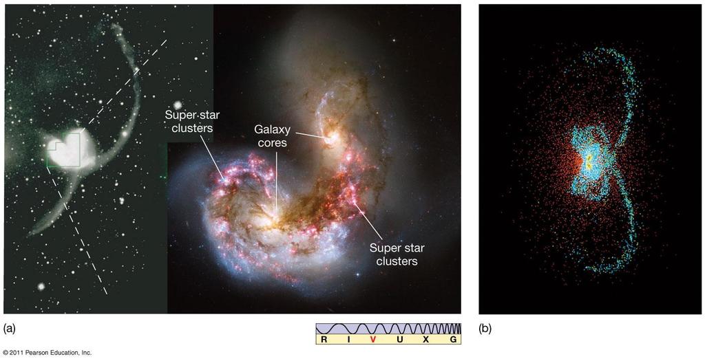 25.2 Galaxy Collisions The Antennae galaxies collided fairly recently, sparking stellar