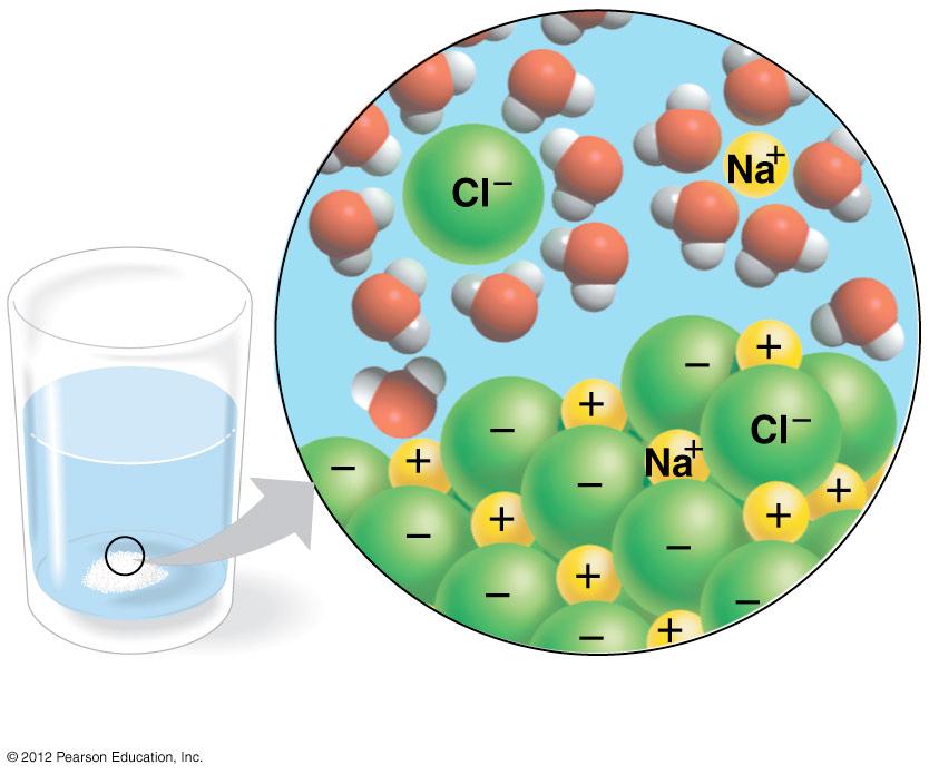 Figure 2.13 2.14 The chemistry of life is sensitive to acidic and basic conditions Ion in solution In aqueous solutions, a small percentage of water molecules break apart into ions.