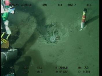 DIVE 1133 May 27 th, HPD implemented a burial hole treatment at observation site E-17.