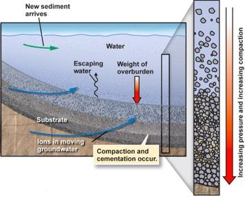 Clastic Sedimentary Rocks! Lithification transforms loose sediment into solid rock. " Compaction burial adds pressure to sediment. #Squeezes out air and water. #Compresses sediment grains.