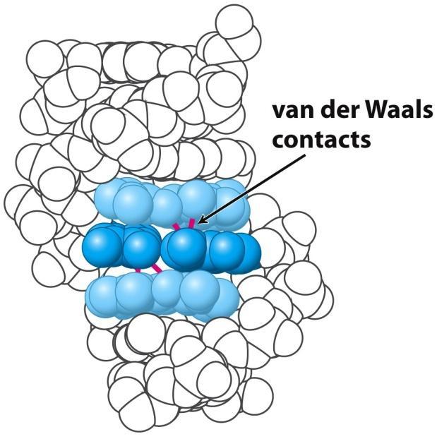 Non Covalent Interactions D- Apolar (Hydrophobic) interactions: The tendency of nonpolar groups in water to self-associate and thereby minimize their contact surface area with the polar solvent.