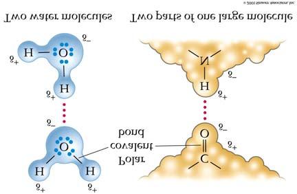 one molecule and a δ nitrogen or oxygen atom in another molecule or in another part of a