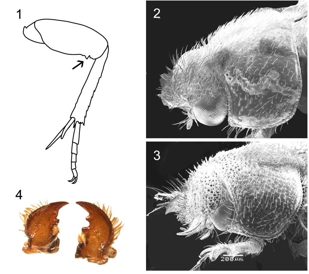 A New Species of Parochodaeus Insecta Mundi 0184, May 2011 3 Figures 1-4. Parochodaeus spp. 1) Ventral view of left hindleg of Parochodaeus biarmatus.