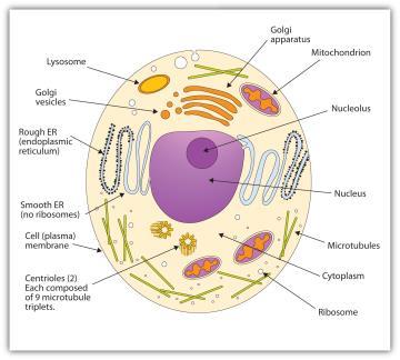 CELL STRUCTURE Within cells, there are many different parts that contribute to how cells function and operate.