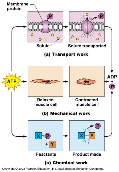 How ATP Drives Cellular