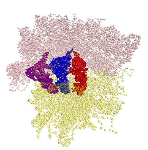 Chapter 1 Introduction to Translation 50S P A E Head Body 30S Figure 1.3: The three trna binding sites on ribosome.