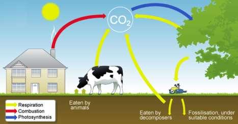 If the stages in the food chain are reduced less energy is lost It is reduced They are broken down (digested) by microorganisms and returned to the environment Energy is lost due to: - Some materials