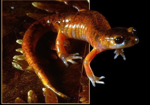 hybrid s development Species of salamander genus, Ensatina, may