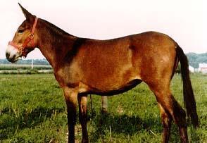 Horses have 64 chromosomes AP (32 Biology pairs) Mules