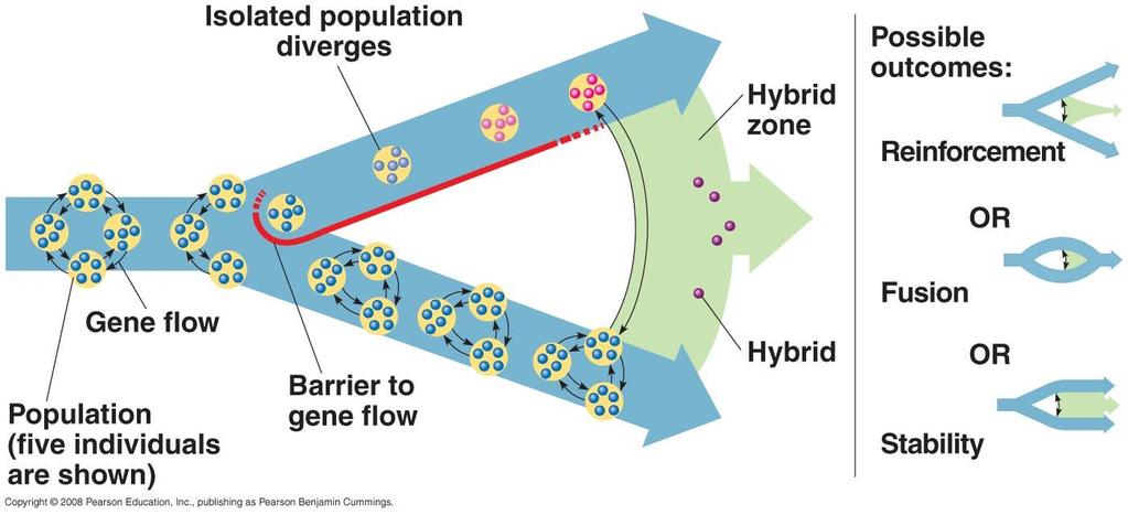 Hybrid Zones Populations start diverging genetically. A hybrid zone occurs where interbreeding is possible and gene flow can resume.