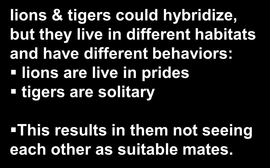 behaviors: lions are live in prides tigers