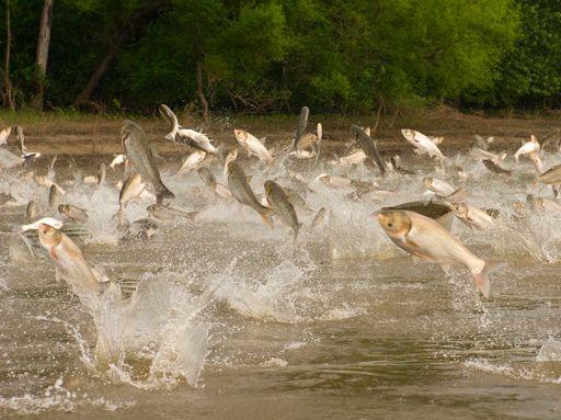 To combat Asian carp other invasive species, which could threaten the