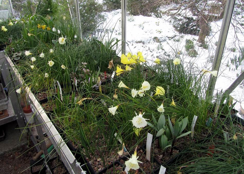 This view across the bulb house shows many of the earliest Narcissus flowers are now fading