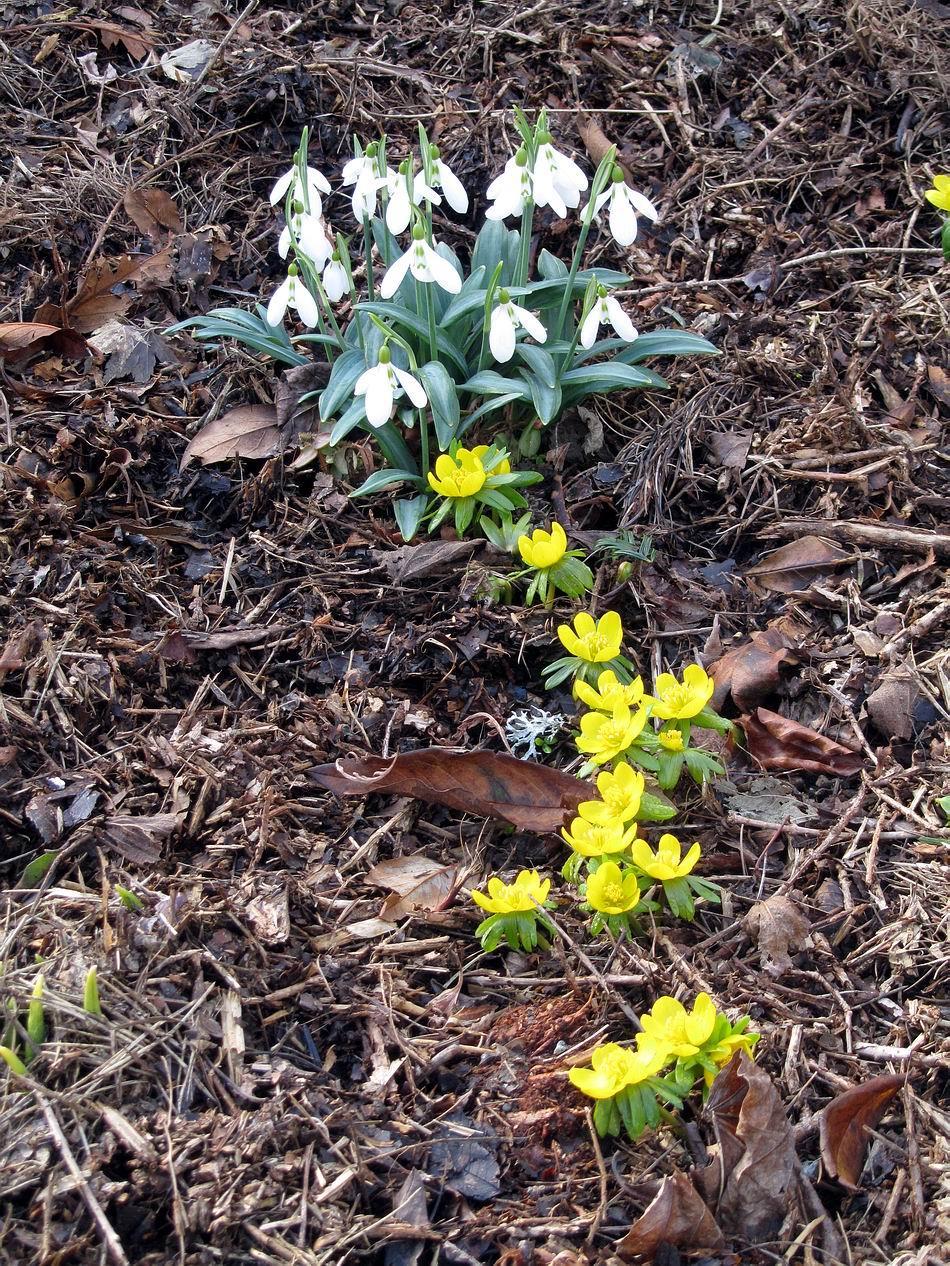 Our garden is constantly changing - one minute the flowers are open in the sunshine the next they are surrounded by a blanket of snow that is the joy we get from Bulbs in the Garden which just
