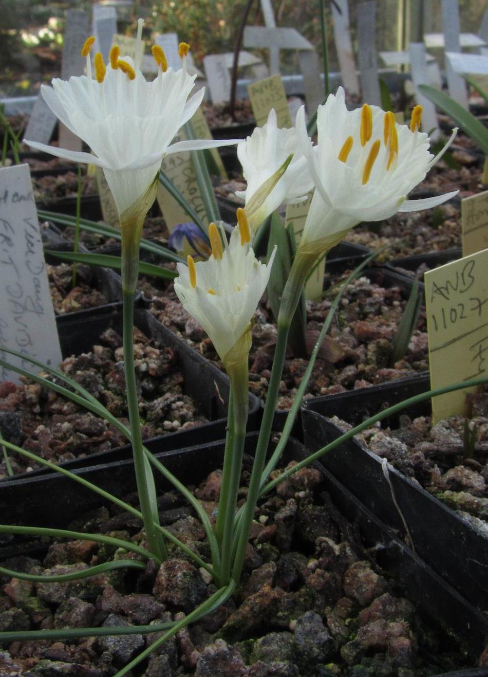 Narcissus cantabricus Rafa Díez Domínguez may recognise this superb crystalline white Narcissus cantabricus, raised from seed, although Rafa is more used to seeing them in larger quantities growing