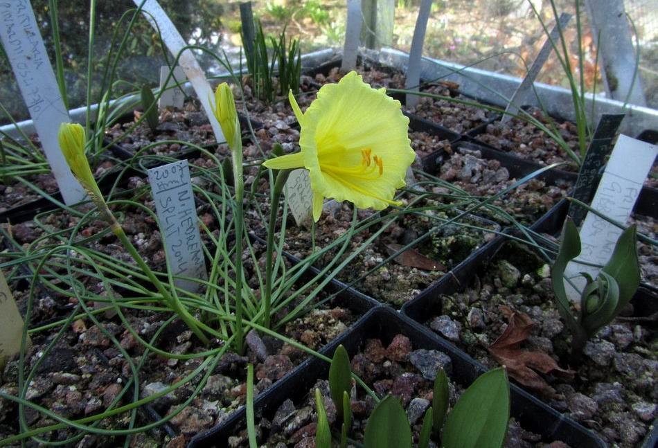 A number of years ago I was given a bulb under the name Narcissus hedreanthus it has grown well for us but it does not